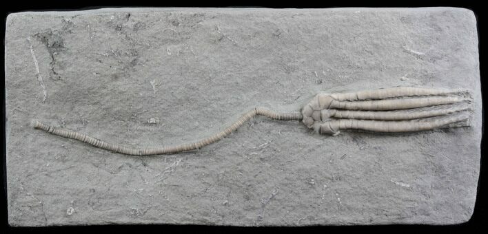 Scytalocrinus Crinoid - Crawfordsville #35672